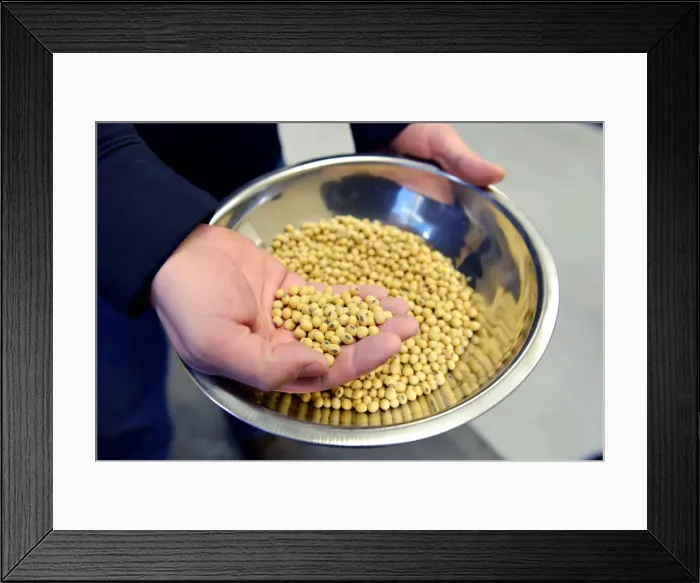 Framed Print : A sample of clean, processed soybeans at Peterson Farms Seed facility in Fargo Framed Print : A sample of clean, processed soybeans at Peterson Farms Seed facility in Fargo