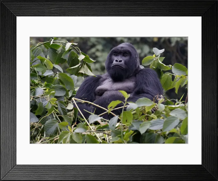 Framed Print : An endangered silverback high mountain gorilla from Sabyinyo family rests atop trees