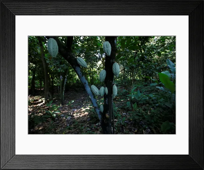 Framed Print : Cocoa pods are seen at the plantation of Yoffre Echarri in Caruao Framed Print : Cocoa pods are seen at the plantation of Yoffre Echarri in Caruao