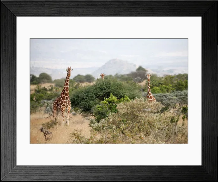 Framed Print : Reticulated giraffes graze at the Mpala Research Centre in Laikipia County Framed Print : Reticulated giraffes graze at the Mpala Research Centre in Laikipia County