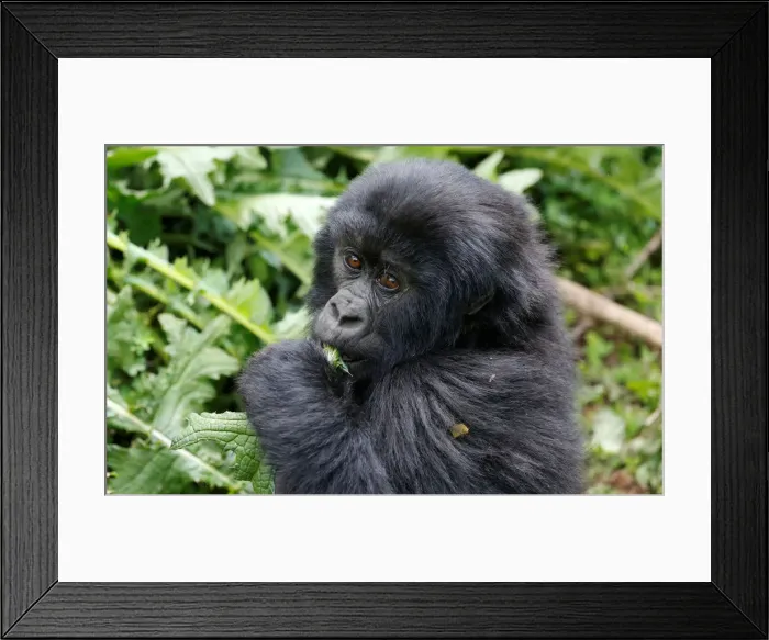 Framed Print : An endangered baby high mountain gorilla from the Sabyinyo family eats inside the forest Framed Print : An endangered baby high mountain gorilla from the Sabyinyo family eats inside the forest