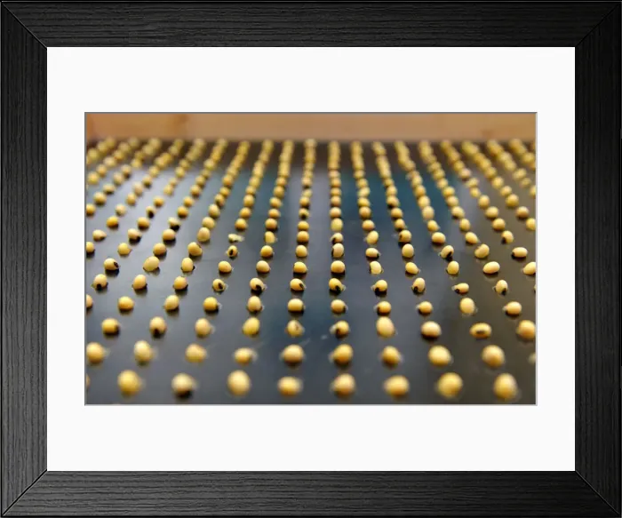 Framed Print : A sample of soybeans sorted for inspection at Peterson Farms Seed facility in Fargo Framed Print : A sample of soybeans sorted for inspection at Peterson Farms Seed facility in Fargo