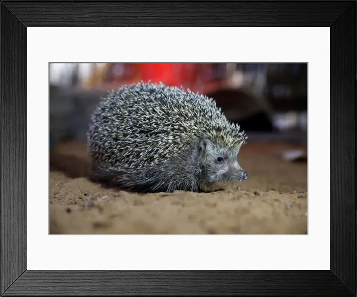 Framed Print : Sherman, the overweight hedgehog, sits in his cage at the Ramat Gan Safari Zoo Framed Print : Sherman, the overweight hedgehog, sits in his cage at the Ramat Gan Safari Zoo