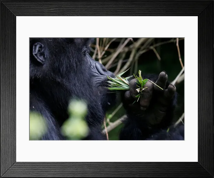 Framed Print : An endangered female high mountain gorilla from the Sabyinyo family eats inside Framed Print : An endangered female high mountain gorilla from the Sabyinyo family eats inside