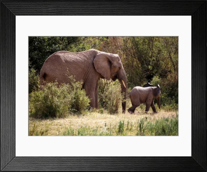 Framed Print : An elephant and its calf walk through the bush at the Mpala Research Centre in Laikipia Framed Print : An elephant and its calf walk through the bush at the Mpala Research Centre in Laikipia