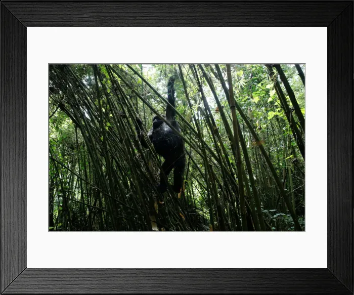 Framed Print : An endangered female high mountain gorilla from the Sabyinyo family climbs down from