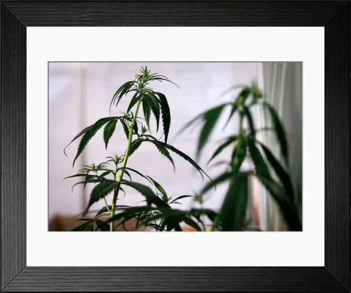 Framed Print : A cannabis plant is seen at the 1st International Cannabis Expo, in Athens Framed Print : A cannabis plant is seen at the 1st International Cannabis Expo, in Athens