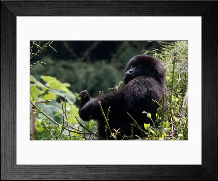 Framed Print : An endangered baby high mountain gorilla from the Sabyinyo family is seen inside Framed Print : An endangered baby high mountain gorilla from the Sabyinyo family is seen inside