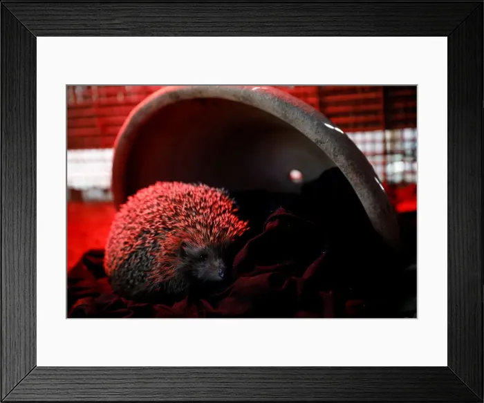 Framed Print : Sherman, the overweight hedgehog, sits in his cage at the Ramat Gan Safari Zoo