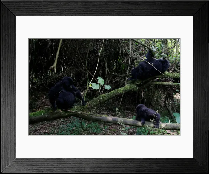 Framed Print : Endangered high mountain gorillas from Sabyinyo family play inside the forest within Framed Print : Endangered high mountain gorillas from Sabyinyo family play inside the forest within