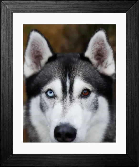 Framed Print : A husky with different coloured eyes is seen at the Aviemore Sled Dog Rally in Aviemore Framed Print : A husky with different coloured eyes is seen at the Aviemore Sled Dog Rally in Aviemore