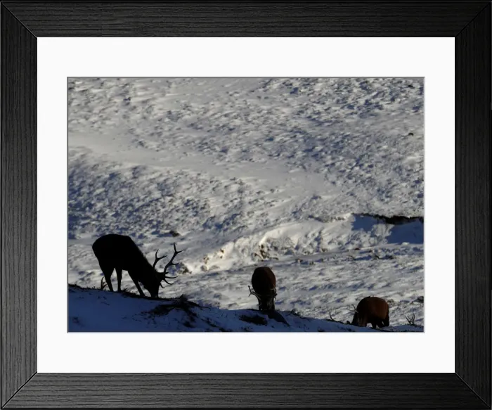 Framed Print : Red deer forage for food in the snow in Glenshee, Scotland