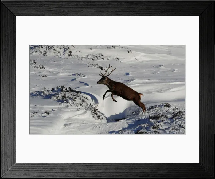Framed Print : A red deer stag leaps in the snow in Glenshee, Scotland Framed Print : A red deer stag leaps in the snow in Glenshee, Scotland