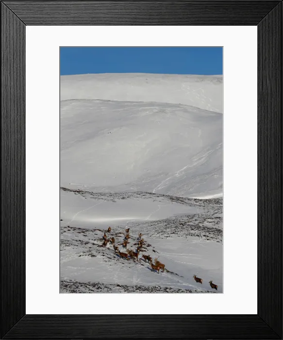 Framed Print : Red deer forage for food in the snow in Glenshee, Scotland Framed Print : Red deer forage for food in the snow in Glenshee, Scotland