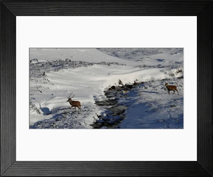Framed Print : Red deer cross a river in the snow in Glenshee, Scotland