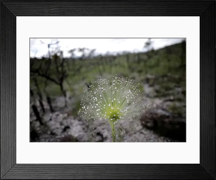 Framed Print : Paepalanthus SP plants, popularly known as shower heads Framed Print : Paepalanthus SP plants, popularly known as shower heads