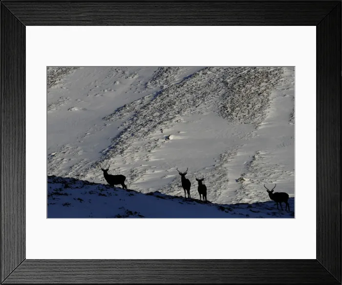 Framed Print : Red deer forage for food in the snow in Glenshee, Scotland Framed Print : Red deer forage for food in the snow in Glenshee, Scotland