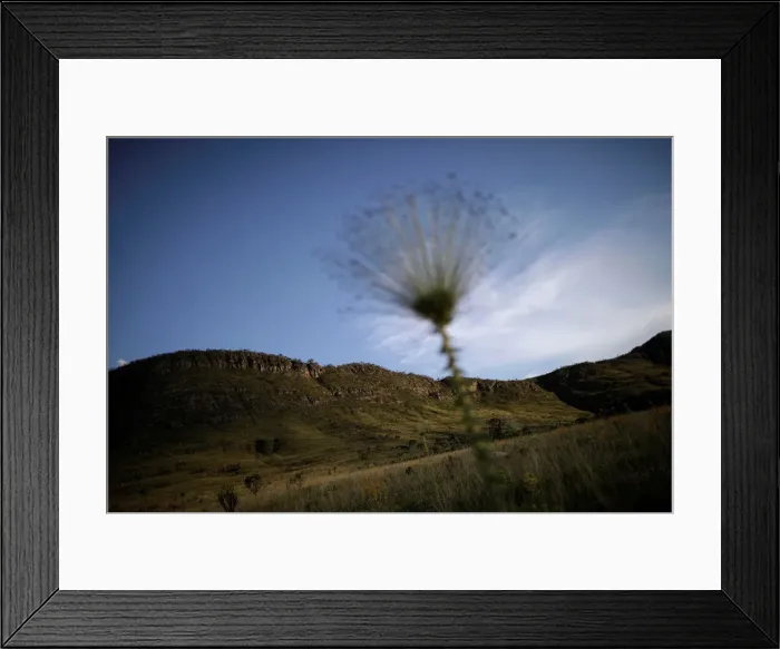 Framed Print : Paepalanthus SP plants, popularly known as shower heads Framed Print : Paepalanthus SP plants, popularly known as shower heads