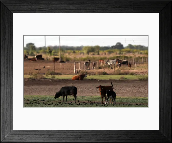 Framed Print : Cows graze on a farm near Santiago del Estero Framed Print : Cows graze on a farm near Santiago del Estero