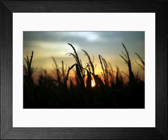Framed Print : Corn plants are seen at sunset in a farm near Rafaela Framed Print : Corn plants are seen at sunset in a farm near Rafaela