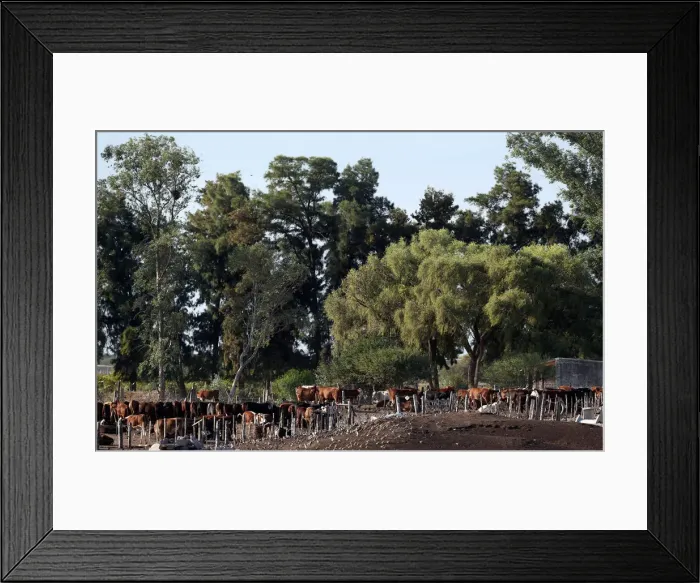 Framed Print : Cows graze on a farm near Santiago del Estero Framed Print : Cows graze on a farm near Santiago del Estero