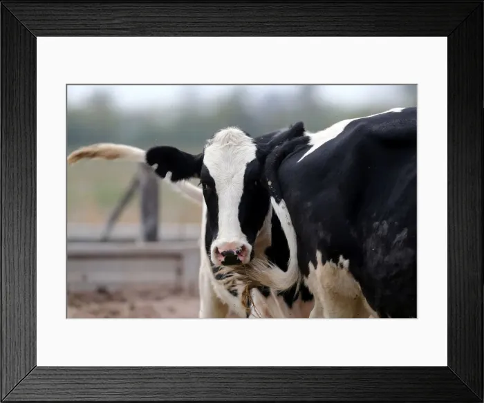 Framed Print : Cows graze on a farm near Sunchales Framed Print : Cows graze on a farm near Sunchales