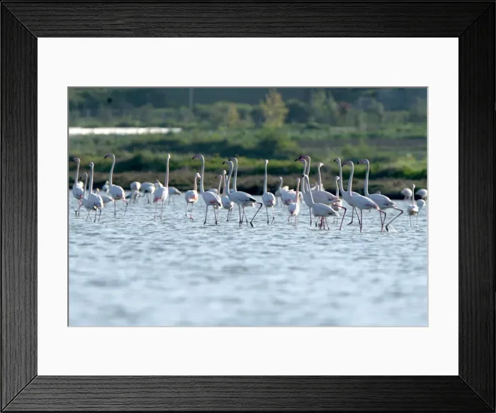 Framed Print : Flamingos (Phoenicopterus roseus) are pictured in the Divjake-Karavasta lagoon National Framed Print : Flamingos (Phoenicopterus roseus) are pictured in the Divjake-Karavasta lagoon National