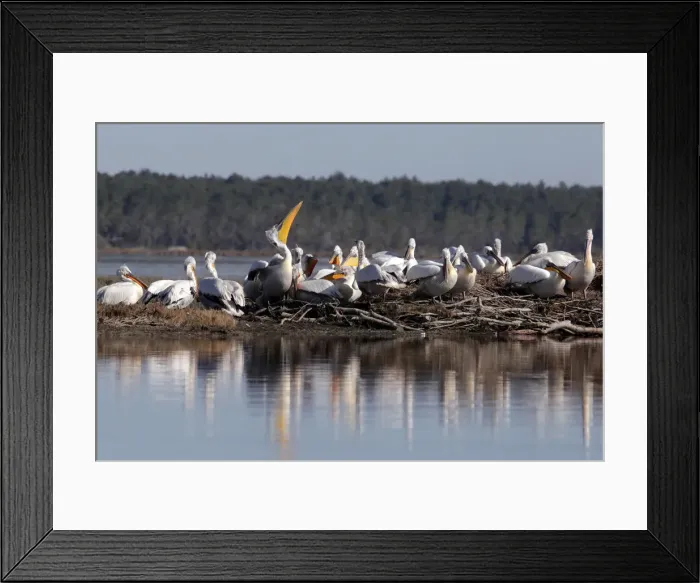Framed Print : Dalmatian Pelicans are pictured in the Divjake-Karavasta lagoon National Park in Divjaka Framed Print : Dalmatian Pelicans are pictured in the Divjake-Karavasta lagoon National Park in Divjaka