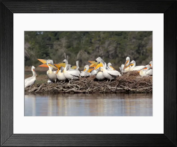Framed Print : Dalmatian Pelicans (Pelecanus crispus) are pictured in the Divjake-Karavasta lagoon Framed Print : Dalmatian Pelicans (Pelecanus crispus) are pictured in the Divjake-Karavasta lagoon