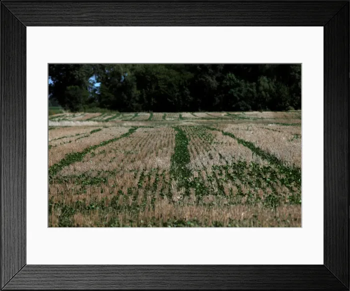 Framed Print : Soybean plants are seen on a drought-affected farm near Chivilcoy Framed Print : Soybean plants are seen on a drought-affected farm near Chivilcoy