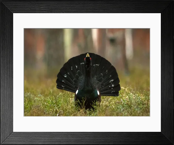 Framed Print : Capercaillie is seen at the mating ground in a forest near the village of Vyganashchy Framed Print : Capercaillie is seen at the mating ground in a forest near the village of Vyganashchy