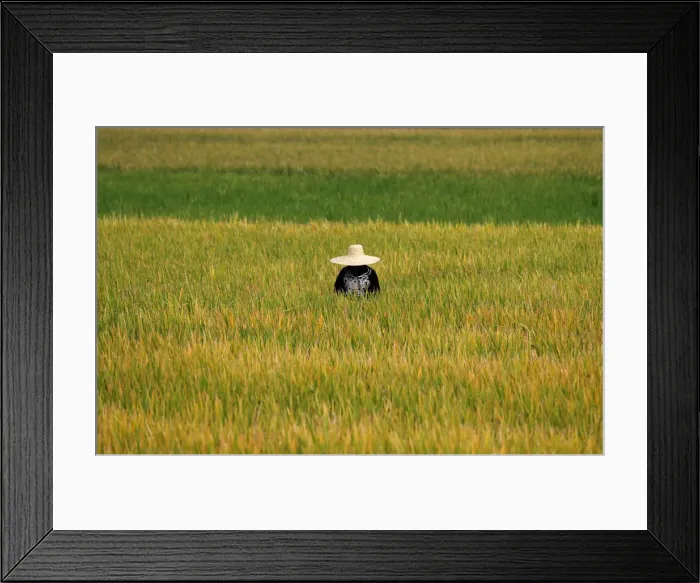 Framed Print : A Filipina farmer works at a rice field in Pinamalayan