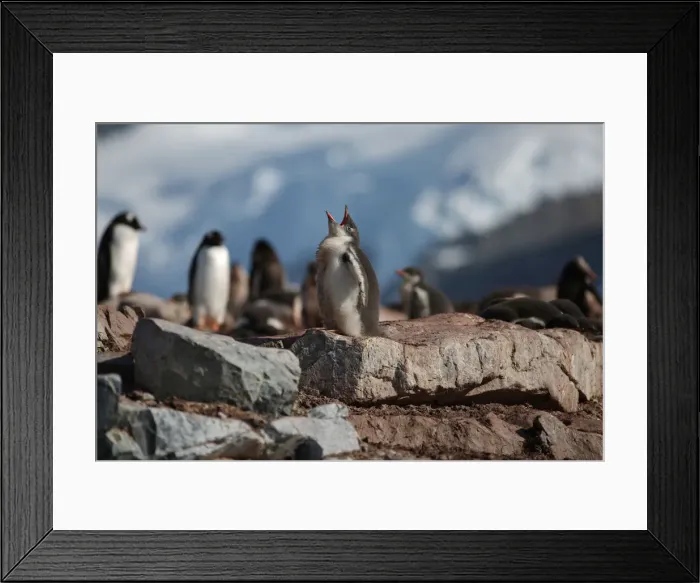 Framed Print : Penguins are seen in Curverville Island, Antarctica Framed Print : Penguins are seen in Curverville Island, Antarctica