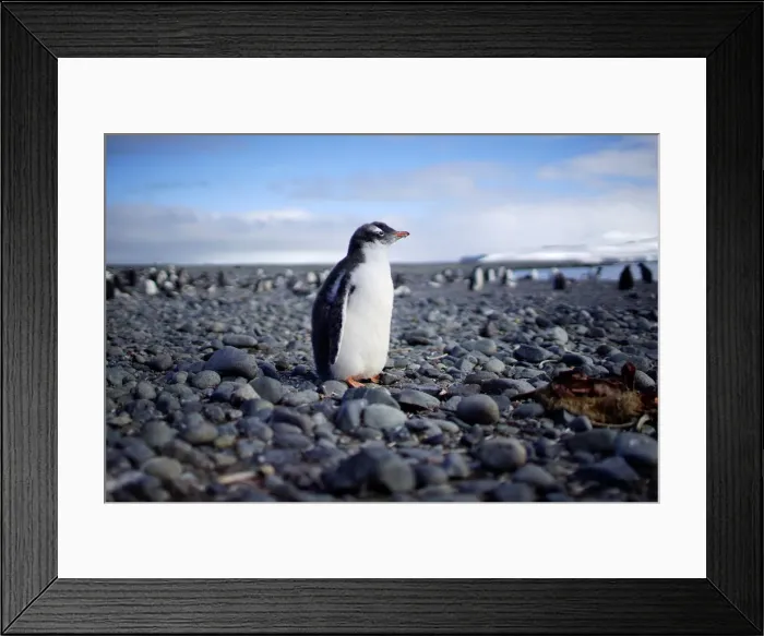 Framed Print : A penguin stands in Yankee Harbour, Antarctica Framed Print : A penguin stands in Yankee Harbour, Antarctica