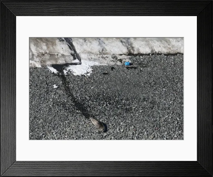 Framed Print : A seal lies near an unidentified plastic object in Half Moon Bay, Antarctica Framed Print : A seal lies near an unidentified plastic object in Half Moon Bay, Antarctica