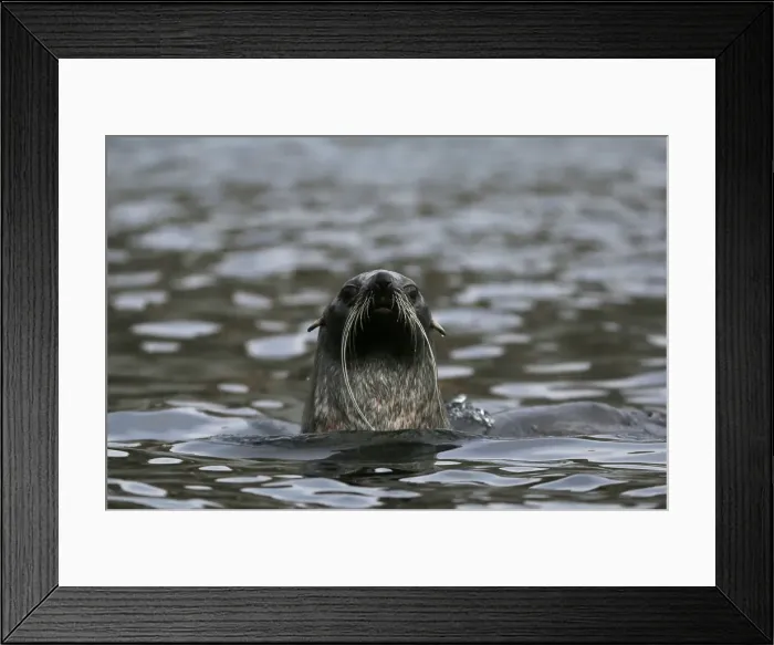 Framed Print : A seal swims in Maxwell Bay, Antarctica