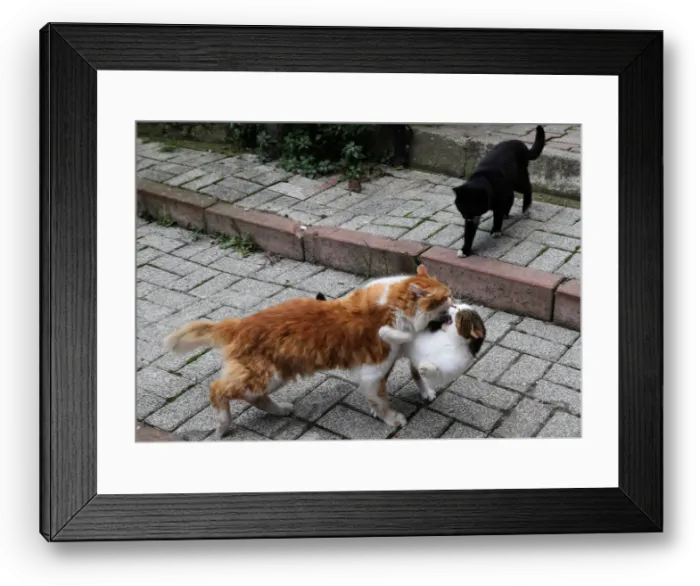 Framed Print : The Wider Image: Istanbul: city of cats Framed Print : The Wider Image: Istanbul: city of cats