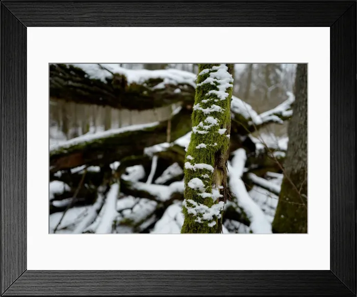 Framed Print : Bough covered with moss and snow is seen in Bialowieza forest Framed Print : Bough covered with moss and snow is seen in Bialowieza forest