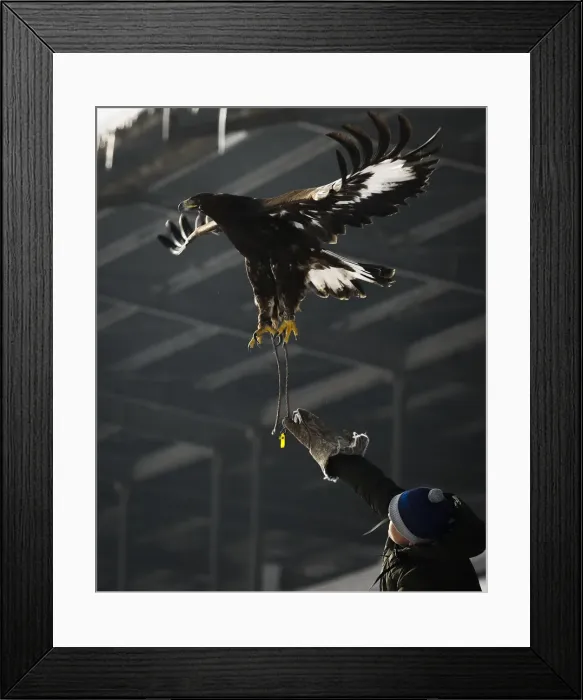 Framed Print : A hunter releases his tamed golden eagle during an annual hunters competition at Almaty