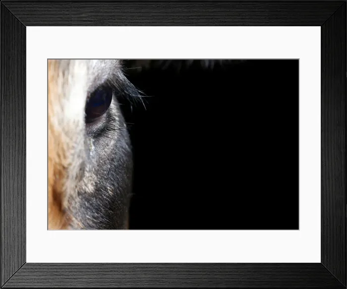 Framed Print : Eye of an Aubrac breed cow is pictured in a barn in Curieres Framed Print : Eye of an Aubrac breed cow is pictured in a barn in Curieres