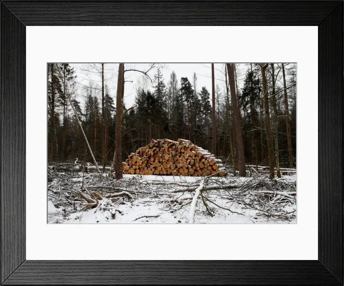 Framed Print : Logged trees are seen at one of the last primeval forests in Europe, Bialowieza forest