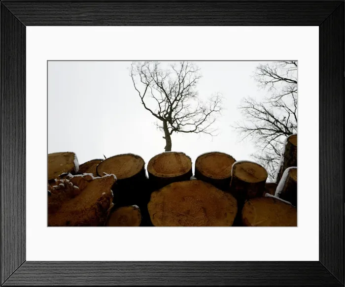 Framed Print : Logged trees are seen at one of the last primeval forests in Europe, Bialowieza forest Framed Print : Logged trees are seen at one of the last primeval forests in Europe, Bialowieza forest