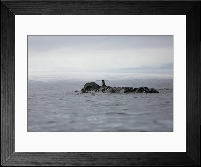Framed Print : The Wider Image: Journey to Antarctica: seals, penguins and glacial beauty