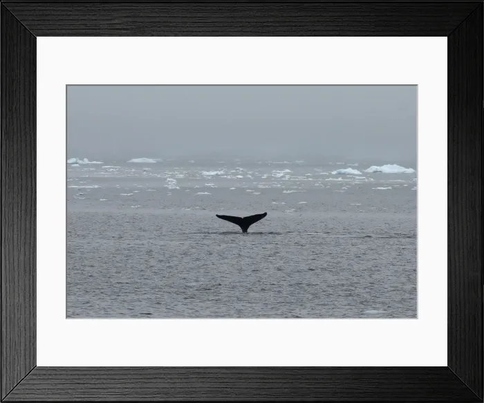 Framed Print : The Wider Image: Journey to Antarctica: seals, penguins and glacial beauty