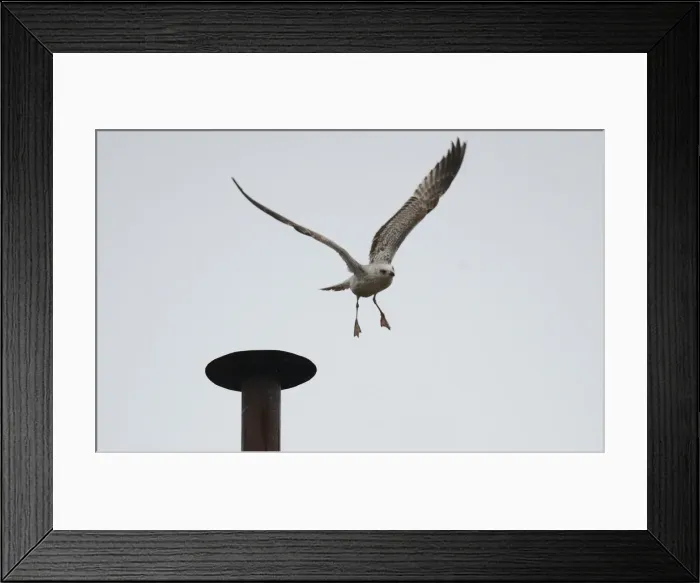 Framed Print : A seagull flies of from the chimney of the Sistine Chapel in Saint Peters Square during Framed Print : A seagull flies of from the chimney of the Sistine Chapel in Saint Peters Square during