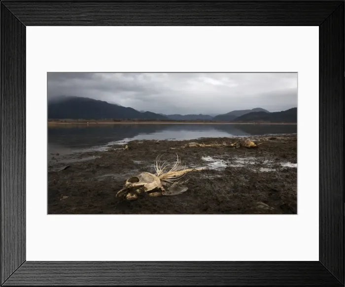 Framed Print : Remains of salmon left by feeding eagles scatter the shore of the Fraser River in Framed Print : Remains of salmon left by feeding eagles scatter the shore of the Fraser River in