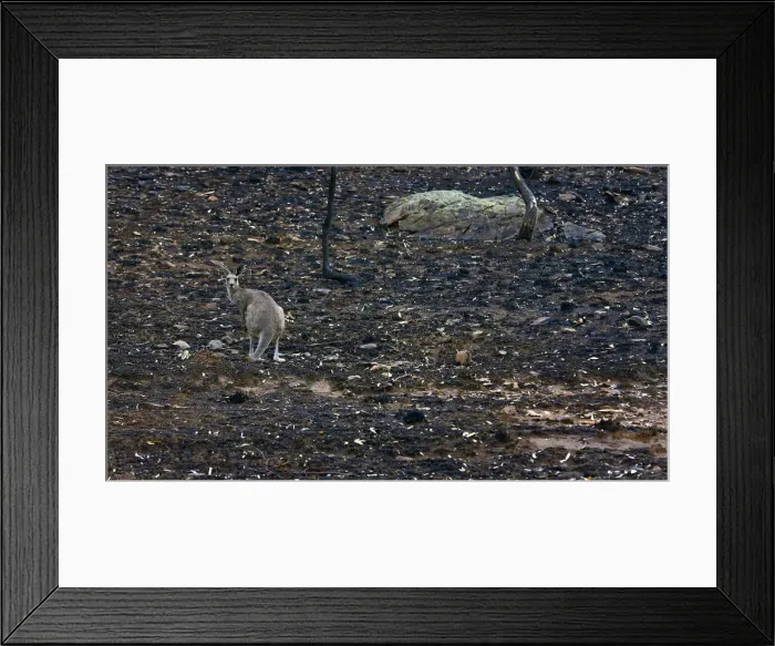 Framed Print : A kangaroo stands on ground blackened by a bushfire near Coonabarabran Framed Print : A kangaroo stands on ground blackened by a bushfire near Coonabarabran