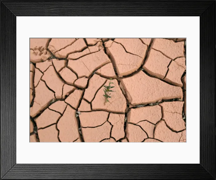 Framed Print : A stalk of wild grass grows off soil from an old site of a rare earth metals mine on Framed Print : A stalk of wild grass grows off soil from an old site of a rare earth metals mine on