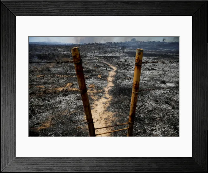 Framed Print : Burnt ground and trees are seen on the Israeli side of the border between Israel Framed Print : Burnt ground and trees are seen on the Israeli side of the border between Israel