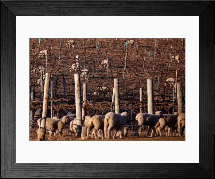 Framed Print : Sheep can be seen between rows of vines at a winery located on the outskirts of